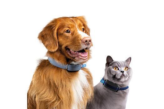 Анонсирован фитнес-трекер для животных, который выявляет проблемы со здоровьем у кошек и собак0