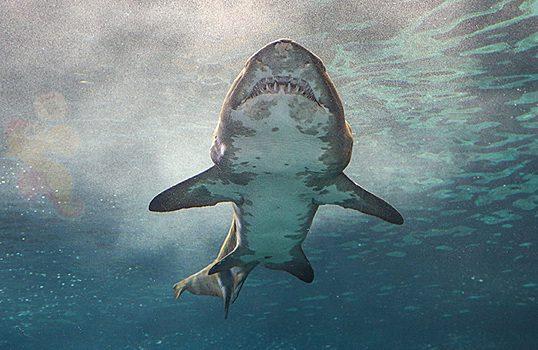 Биолог допустил появление агрессивных видов акул у российских курортов