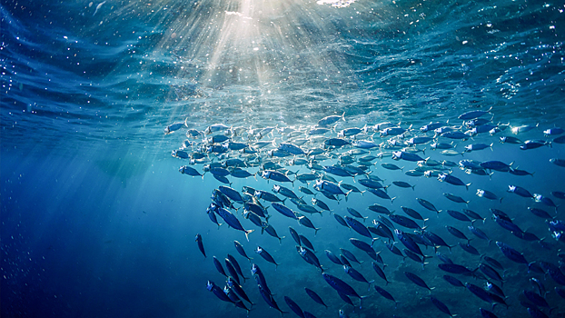 Биолог объяснил, что случится с Землёй, если из океана выловить всю рыбу0