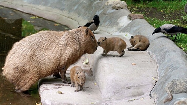 Более 11 тыс. животных появились в Московском зоопарке за 10 лет
