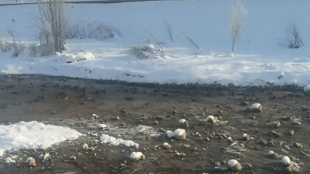 Чудо природы на Большой Алматинке. Чем река привлекает горожан зимой?3