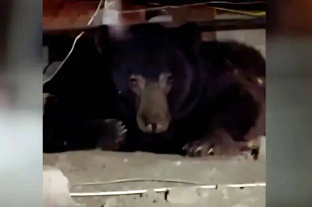 CNN: в США медведь пробрался в подвал жилого дома0