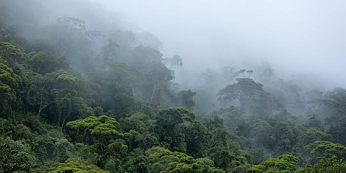 На Амазонке обнаружена долина затерянных городов возрастом 2000 лет