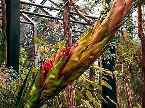Гигантская лилия распустилась в "Аптекарском огороде" впервые за 318 лет