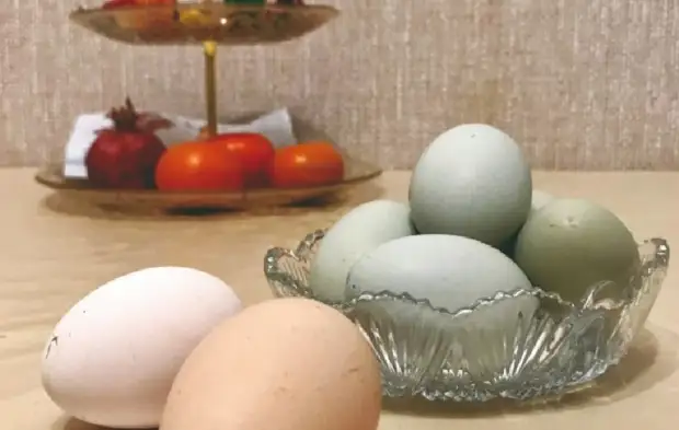 Голубые яйца несут куры в астраханском хозяйстве0