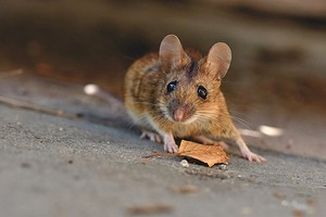Как использовать березовый деготь от мышей в доме: памятка по применению0