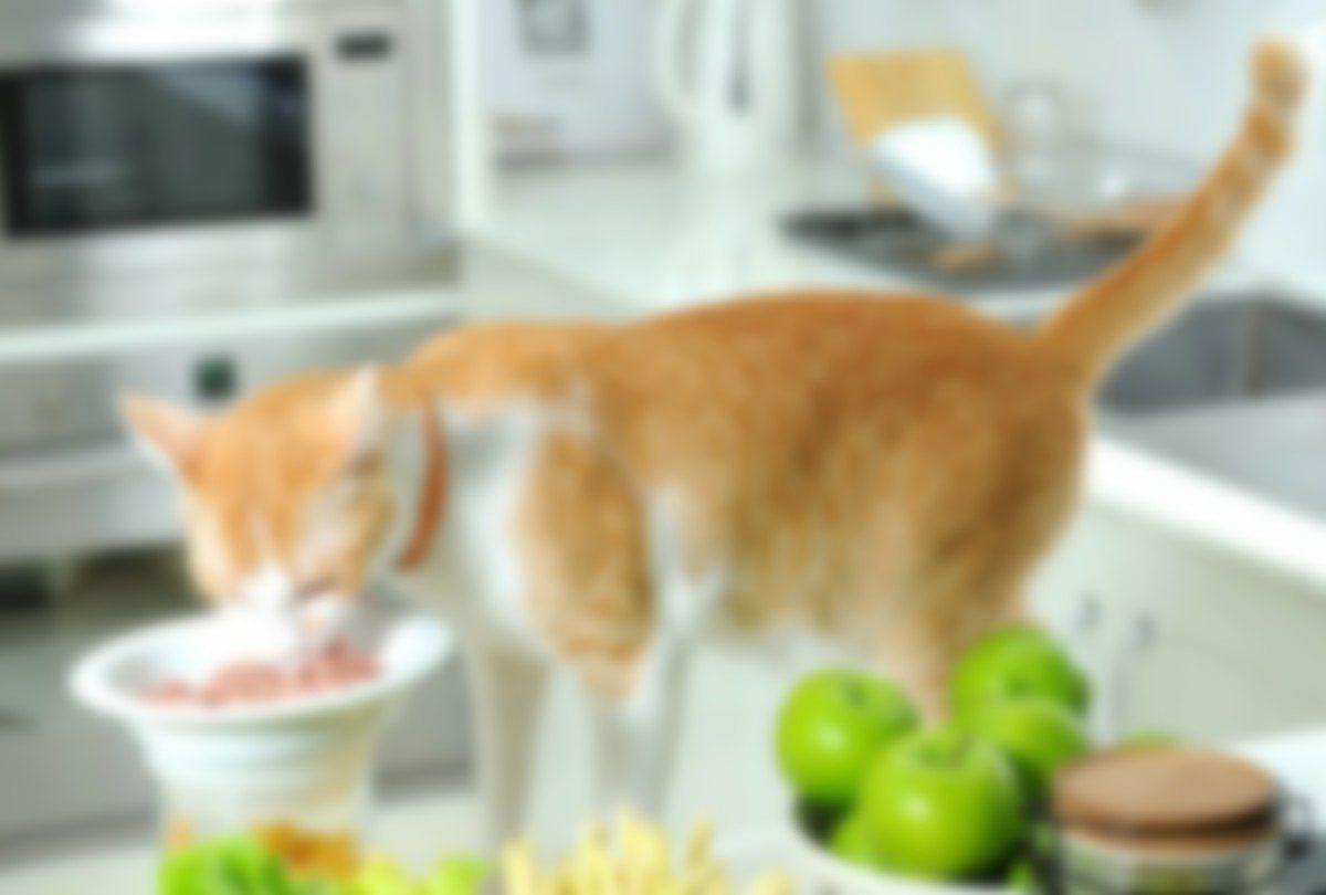 Можно котам орехи. Полезное питание для кошек. Кошка ест лакомство. Кошка и овощи. Рыжая миска для кошки.