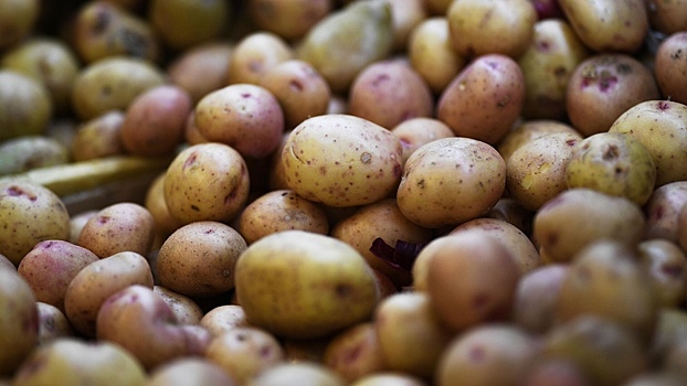 Китайские ученые начали выводить «космический» сорт картофеля