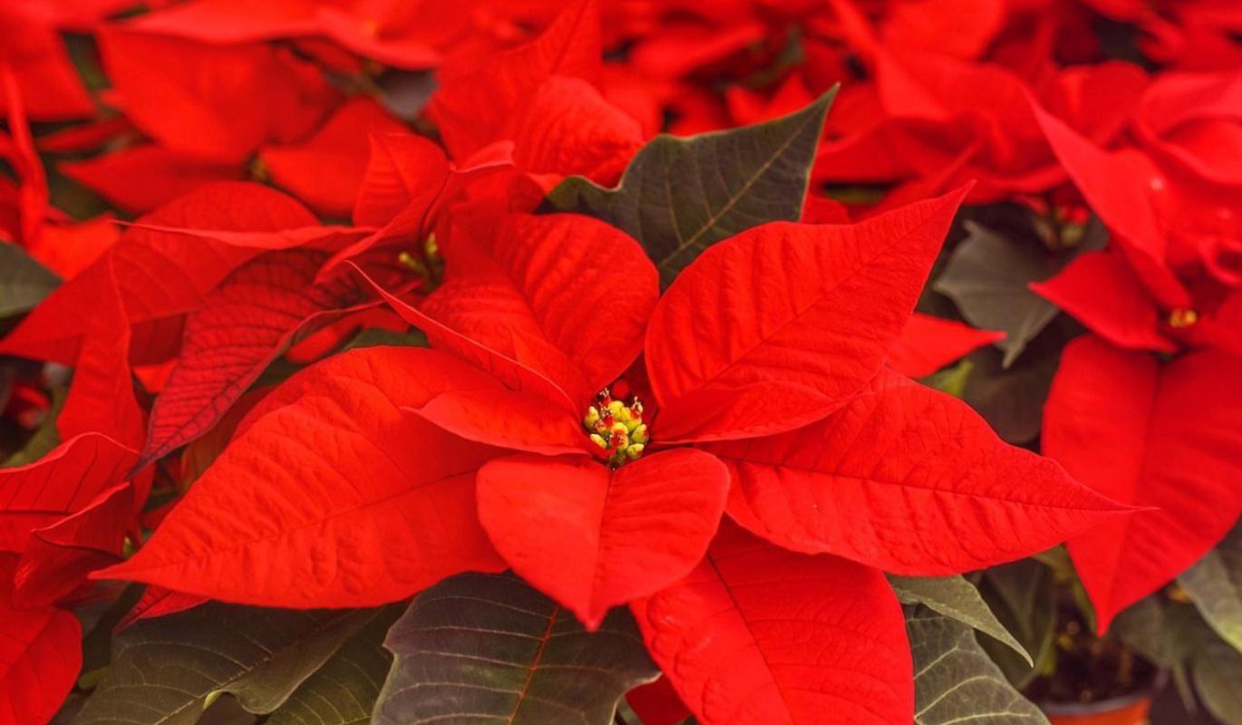 Красная пуансеттия: как вырастить рождественский цветок дома