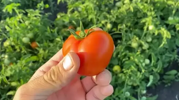 Лучшие ранние сорта томатов для открытого грунта1
