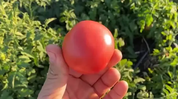 Лучшие ранние сорта томатов для открытого грунта3