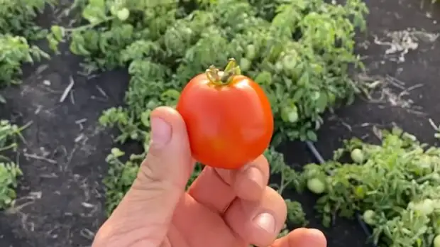 Лучшие ранние сорта томатов для открытого грунта5