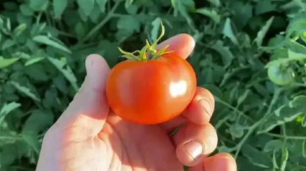 Лучшие ранние сорта томатов для открытого грунта2