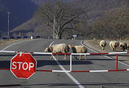 В Армении начали расследование перехода овец в Азербайджан