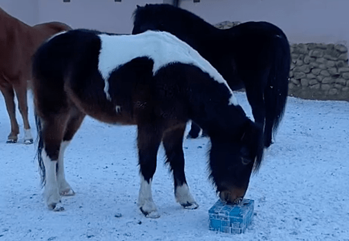 Московский зоопарк показал, как озадаченные пони открывают подарок на Рождество