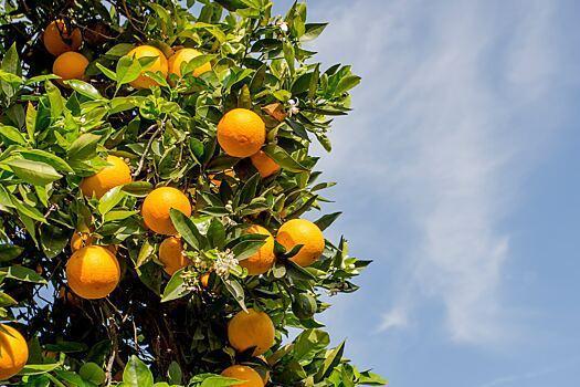 Названа польза апельсинов для здоровья