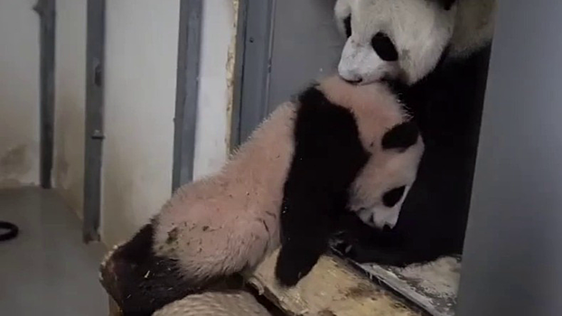 Московский зоопарк показал бунтующую малышку-панду Катюшу