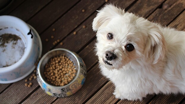 Nestle анонсировала повышение цен на корма для кошек и собак в России
