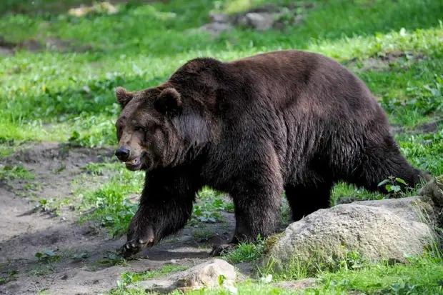 Незваный гость: медведь попытался заселиться в подвал жилого дома в Калифорнии0