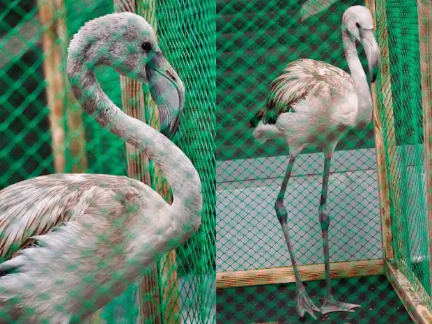 Новосибирский зоопарк приютил чудом выжившего розового фламинго0
