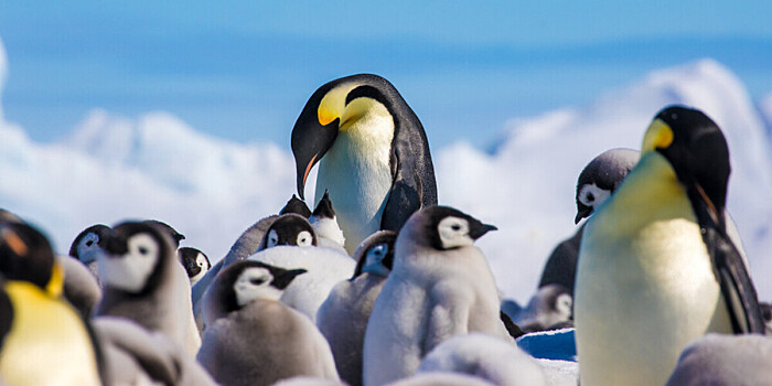 В Антарктиде заметили новые колонии императорских пингвинов