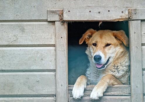 Нутрициолог объяснила, почему в Южной Корее запретили есть собак