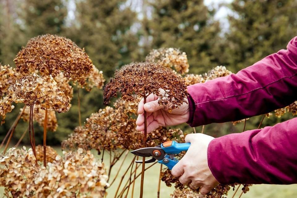 Обрезка гортензии осенью: пошагово с картинками, схемы, советы для разных видов2