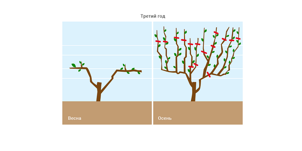 Обрезка винограда осенью: пошаговая инструкция для начинающих, схемы и правила7