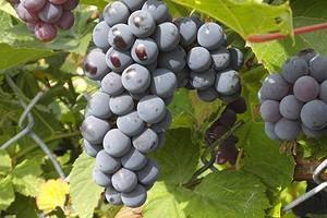 Обрезка винограда осенью: пошаговая инструкция для начинающих, схемы и правила0