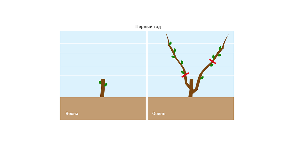 Обрезка винограда осенью: пошаговая инструкция для начинающих, схемы и правила5