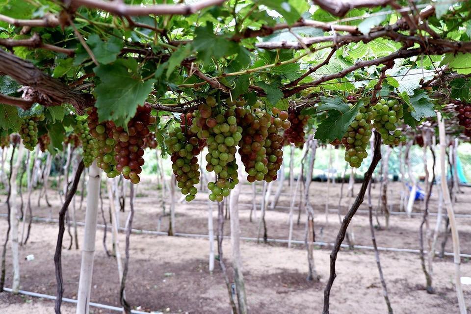 Обрезка винограда осенью: пошаговая инструкция для начинающих, схемы и правила1