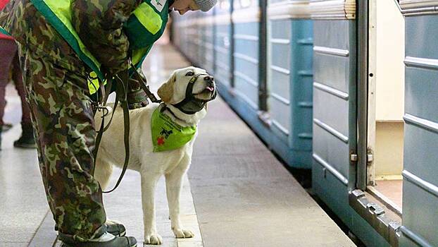 Обучение в метро в 2023 году прошли 60 собак-проводников