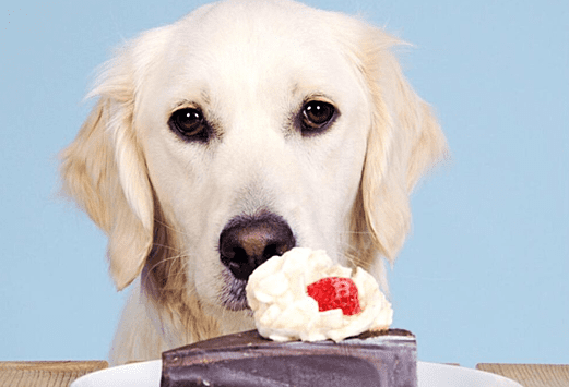 Почему собакам нельзя сладкое