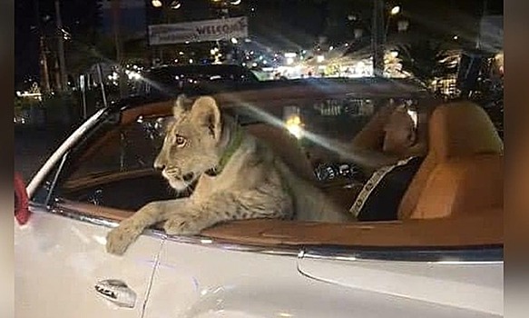 Поездки по Паттайе со львом привели туриста к депортации