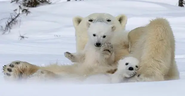Привет, медведи! Фотографу посчастливилось сделать потрясающие снимки белой медведицы с медвежатами0