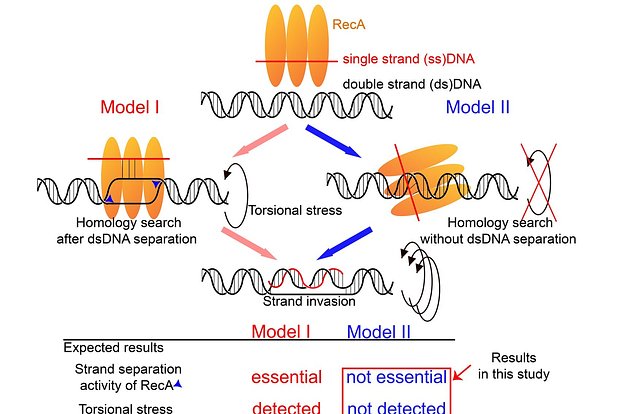 Раскрыт механизм регенерации ДНК1