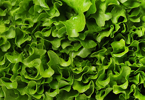 Роскачество: зеленый салат нужно хранить отдельно от других овощей в холодильнике