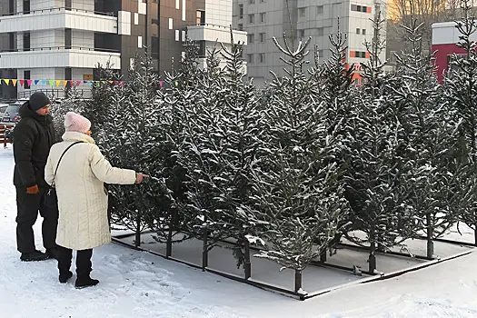 Россиянам рассказали о полезном способе утилизации новогодних живых елок