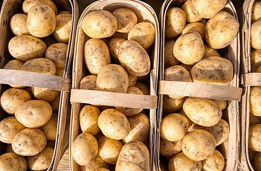 Российские ученые вывели морозоустойчивые сорта картофеля