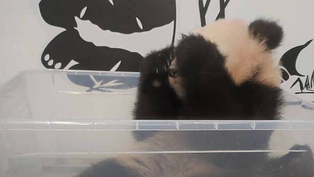 Московский зоопарк поделился результатами взвешивания малышки-панды