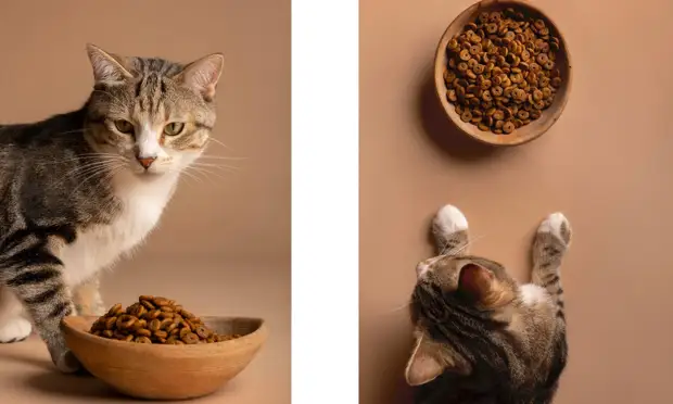 «Только не из холодильника!»: ветеринар объяснила, почему стоит подогревать кошачий корм0