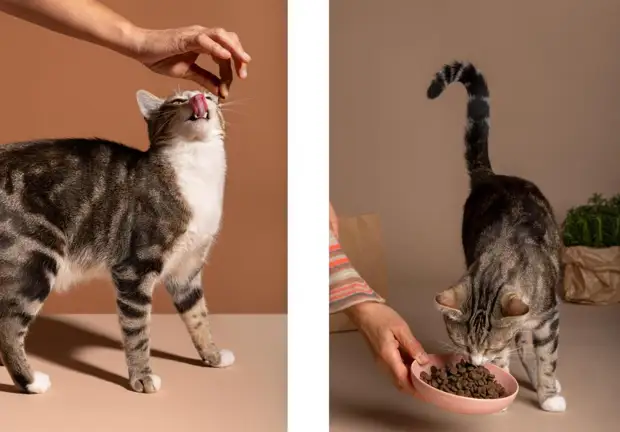 «Только не из холодильника!»: ветеринар объяснила, почему стоит подогревать кошачий корм2