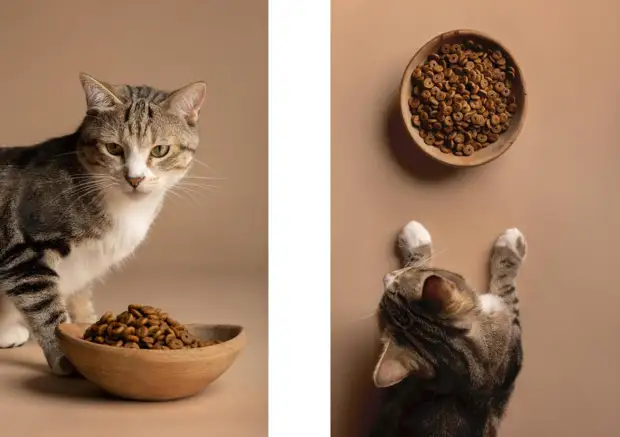«Только не из холодильника!»: ветеринар объяснила, почему стоит подогревать кошачий корм1