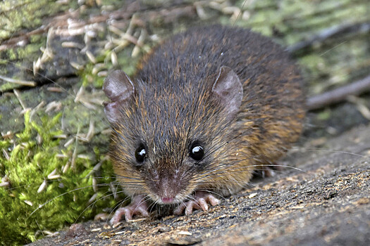 Сумчатые мыши становятся каннибалами после сезона спаривания