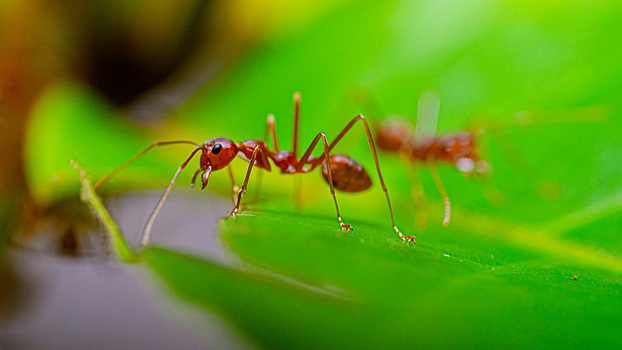 Ученые опасаются распространения смертоносных муравьев в Австралии