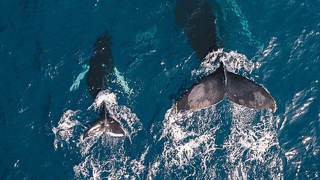 Ученые поймали детенышей китов на «воровстве» чужого молока