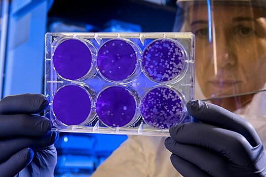 Ученые предрекли глобальные жертвы от инфекций, вызванных супербактериями