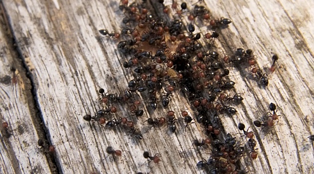 Ученые рассказали об опасности огненных муравьев