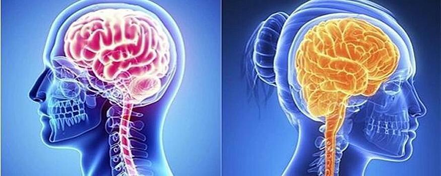 Ученые выяснили, чем отличаются женский и мужской мозг