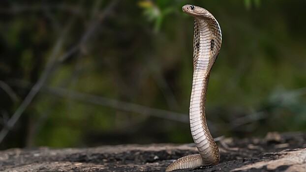 Ученые выяснили, как на самом деле убивают змеи